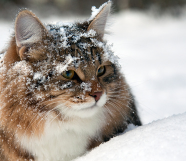 кошка  зимой