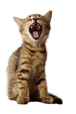 small kitten yawning