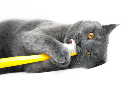 British Shorthair cat, playing with toothbrush